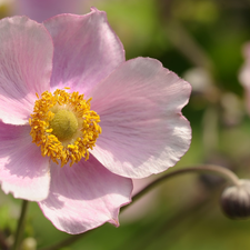Japanese anemone, Colourfull Flowers, Pink