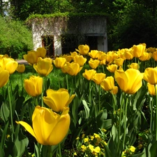 arbour, Yellow, Tulips