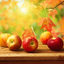 apples, autumn