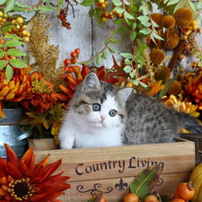 cat, small, Autumn, decor, box, kitten