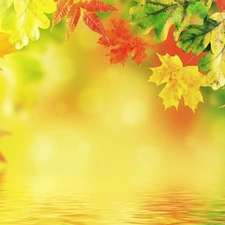 autumn, color, Leaf