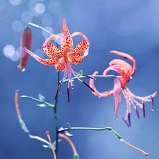 Tiger lily, Blue, background