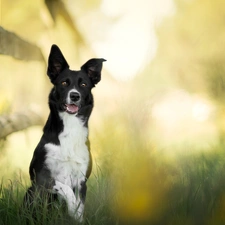 Fance, dog, fuzzy, background, grass, Border Collie