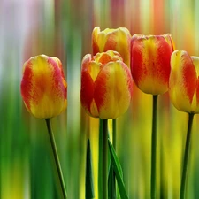 background, Tulips, rainbow