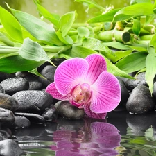 Stones, orchid, bamboo, Colourfull Flowers