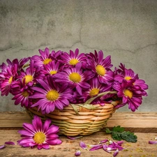 basket, purple, chrysanthemums
