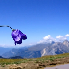 Mountains, Colourfull Flowers, bell