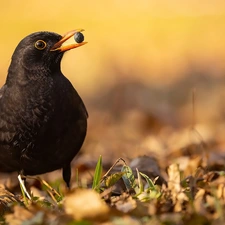 Bird, Blackbird