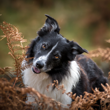 withered, fern, dog, Border Collie, White and Black