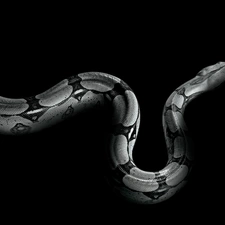 Snake, reptile, Black and white, python
