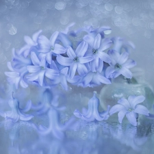 hyacinth, blue, vase, Colourfull Flowers