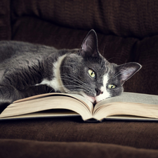 Book, lying, cat