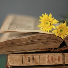 Book, Yellow, gerberas
