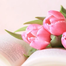 Book, Pink, Tulips