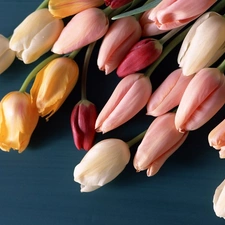 Tulips, bouquet