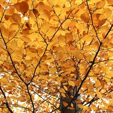 o, trees, Bronze, Leaf, yellow, viewes