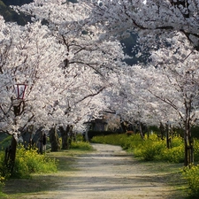 Way, viewes, cherry, trees