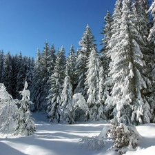 Christmas, forest, winter