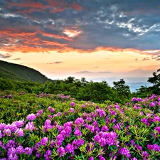 Meadow, clouds, rhododendron, Mountains