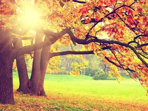 viewes, color, autumn, Leaf, sun, trees, Park, rays
