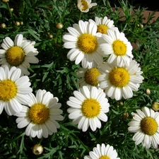 Colourfull Flowers, chamomile