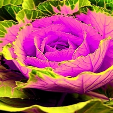 colors, cabbage, Colourfull Flowers