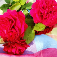 composition, roses, tablecloth