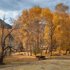 viewes, autumn, River, Cows, birch, trees
