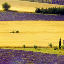 cultivation, Field, lavender
