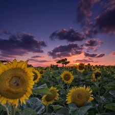 Great Sunsets, clouds, cultivation, Nice sunflowers