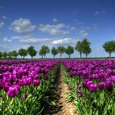 cultivation, Purple, Tulips