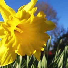 Sky, Daffodils