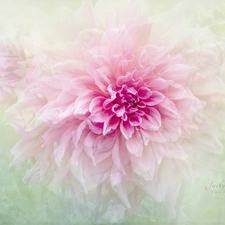 Pink, Dalia, blur, Colourfull Flowers