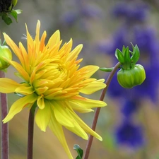 Colourfull Flowers, Yellow Honda, Dalia