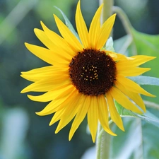 Sunflower, decorated