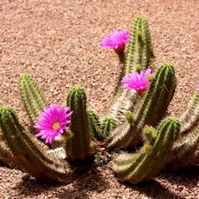 Desert, flower, Cactus