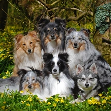 Shetland Sheepdogs, Flowers, dogs, mongrel, six