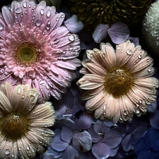 hydrangeas, drops, Three, gerberas, Flowers