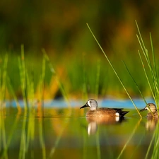 cane, ducks, Blue-winged Teal