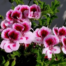 geranium, English