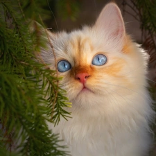Blue, Eyes, cat, blue, White