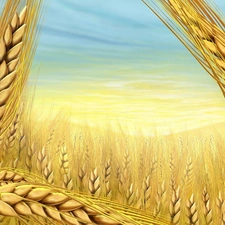 wheat, cereals, Field, Ears