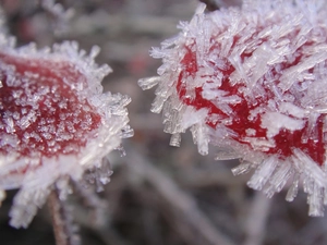 White frost, Red, flakes