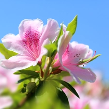 Pink, rhododendron, Flowers, azalea