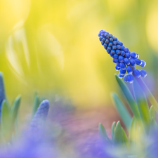 Yellow, background, Colourfull Flowers, Muscari, blue