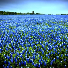 Flowers, Meadow, Blue