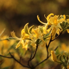 Yellow, Yellow, Flowers, Common Rhododendron