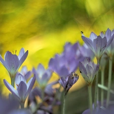 Flowers, lilac, crocuses
