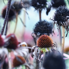 echinacea, fades, Flowers, withered
