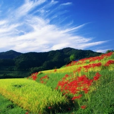 Mountains, Red, Flowers, Field